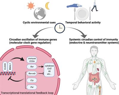 Macrophage Meets the Circadian Clock: Implication of the Circadian Clock in the Role of Macrophages in Acute Lower Respiratory Tract Infection